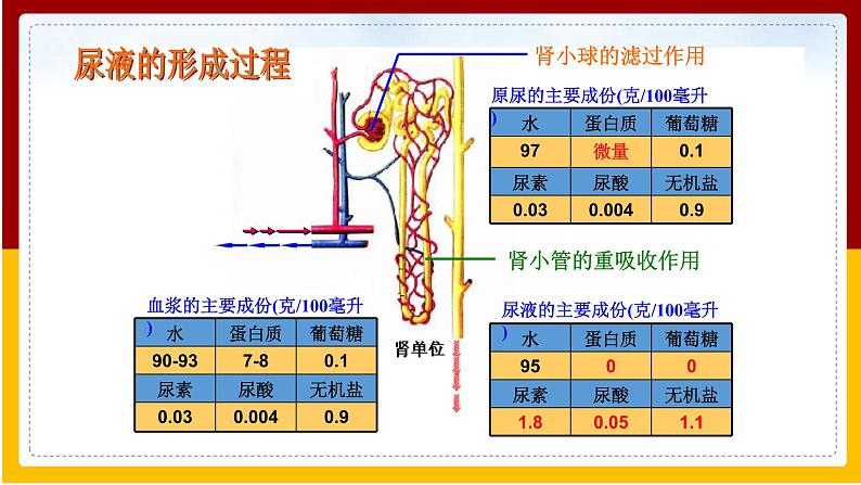 第11章 人体内的废物排入环境 第2节 人体废物的排出课件PPT08
