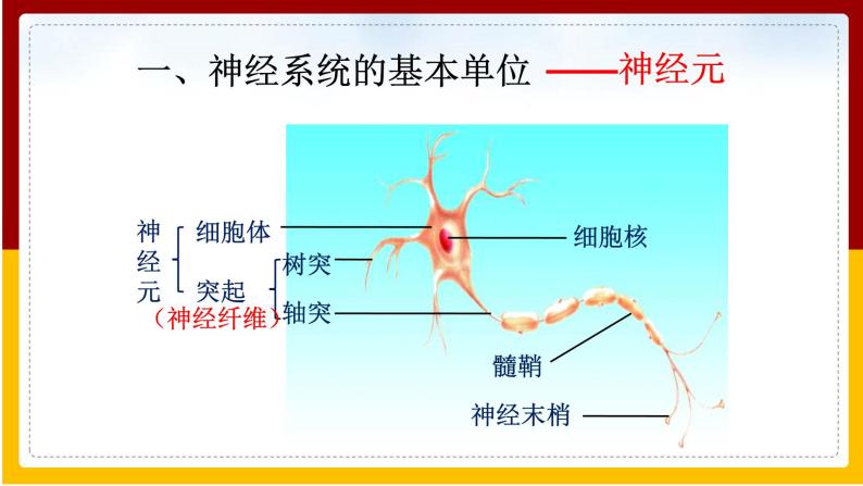 第12章 人体生命活动的调节 第2节 人体的神经调节课件PPT06