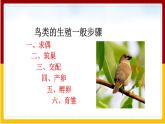 第21章 生物的生殖与发育 第5节 鸟类的生殖与发育课件PPT