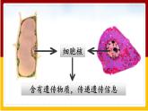 第22章 生物的遗传和变异 第1节 DNA是主要的遗传物质课件PPT