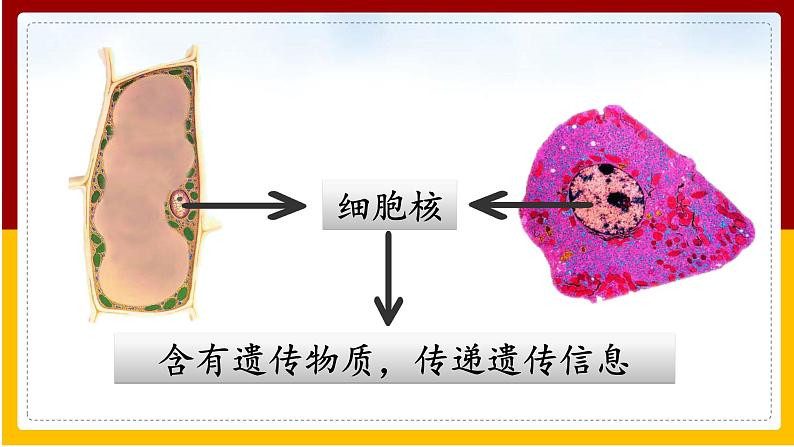 第22章 生物的遗传和变异 第1节 DNA是主要的遗传物质课件PPT03