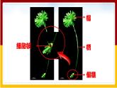第22章 生物的遗传和变异 第1节 DNA是主要的遗传物质课件PPT