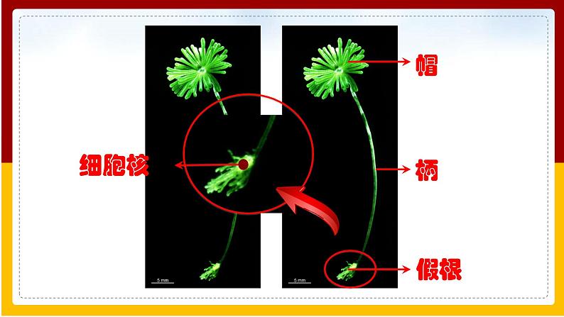 第22章 生物的遗传和变异 第1节 DNA是主要的遗传物质课件PPT05