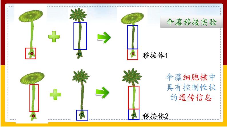 第22章 生物的遗传和变异 第1节 DNA是主要的遗传物质课件PPT07