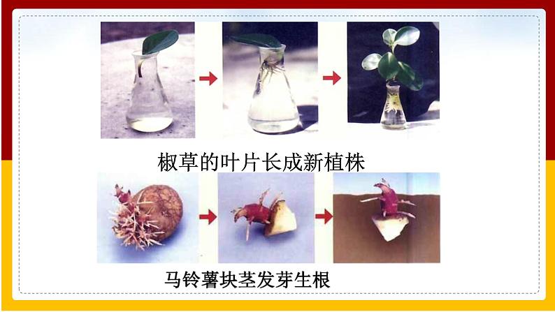 第21章 生物的生殖与发育 第1节 生物的无性生殖课件PPT第5页