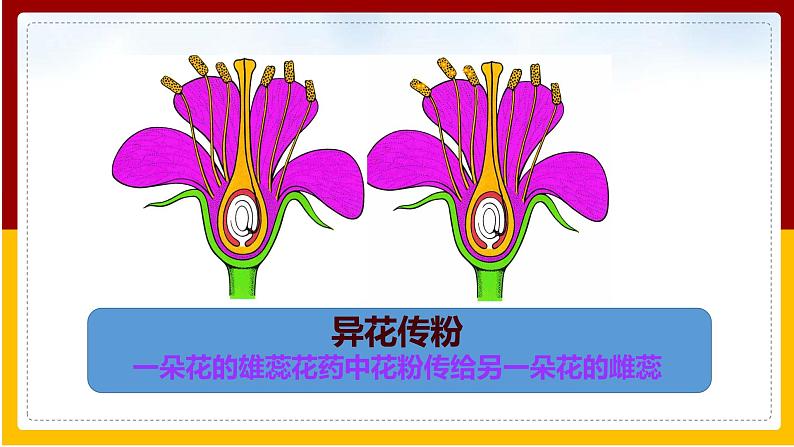 第21章 生物的生殖与发育 第2节 植物的有性生殖课件PPT08