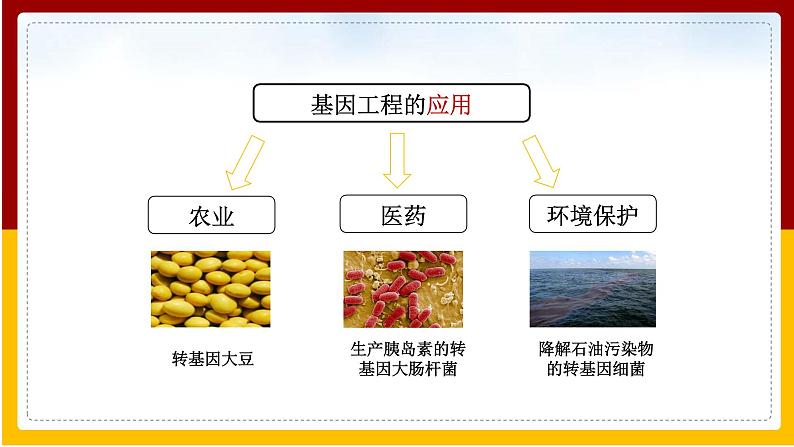 第24章 现代生物技术 第1节 现代生物技术的应用课件PPT04