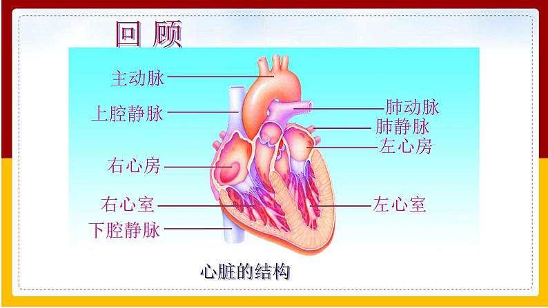 第25章 疾病与免疫 第2节 威胁健康的主要疾病课件PPT06