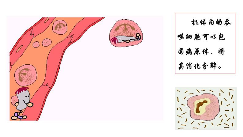 七生下 北师大版 课件13.3 人体免疫08