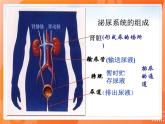 七生下 北师大版 课件11.2 尿的形成与排出