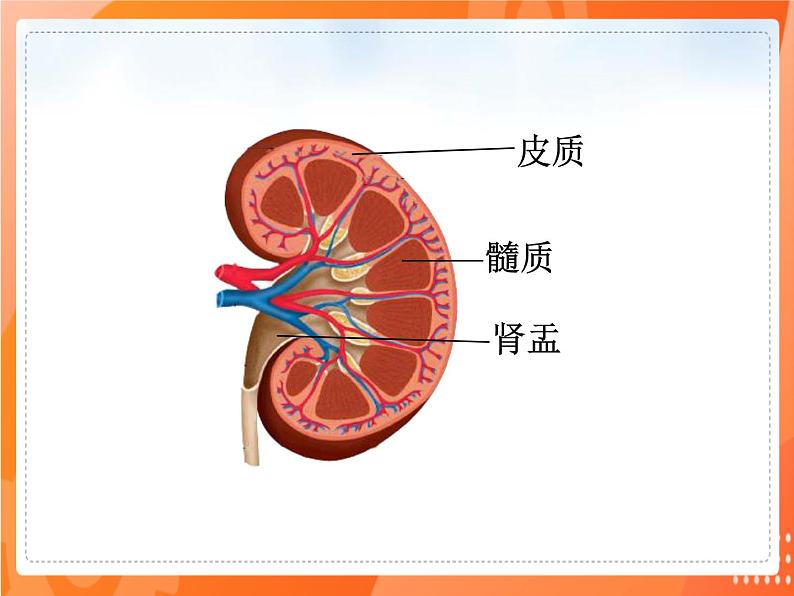 七生下 北师大版 课件11.2 尿的形成与排出第3页