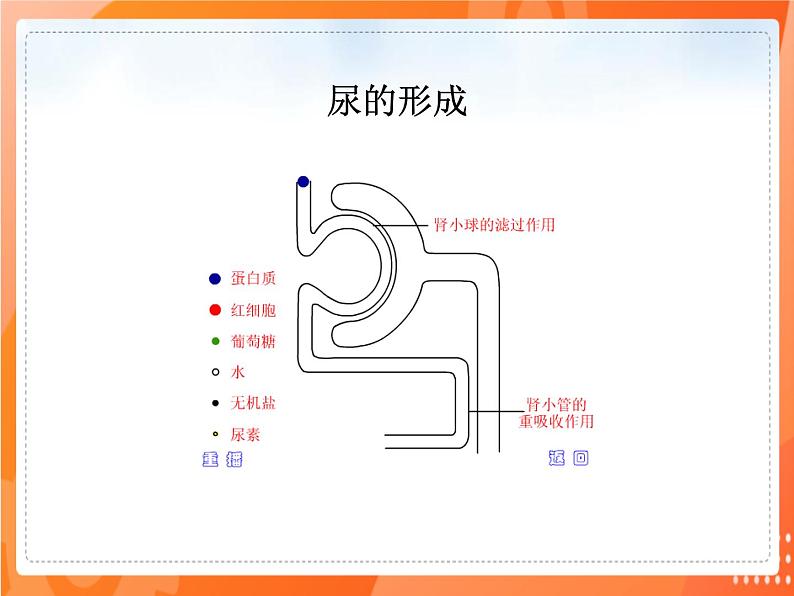 七生下 北师大版 课件11.2 尿的形成与排出第5页