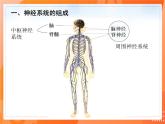 七生下 北师大版 课件12.1 神经系统与神经调节