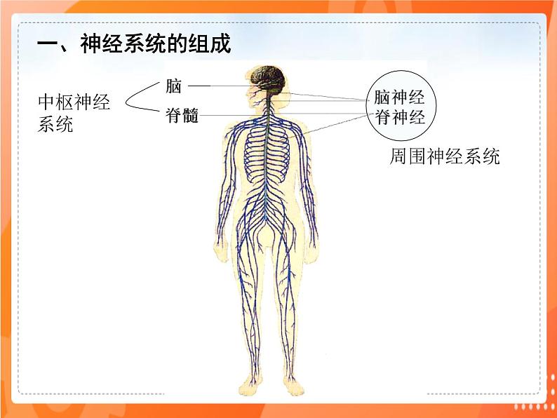 七生下 北师大版 课件12.1 神经系统与神经调节第2页