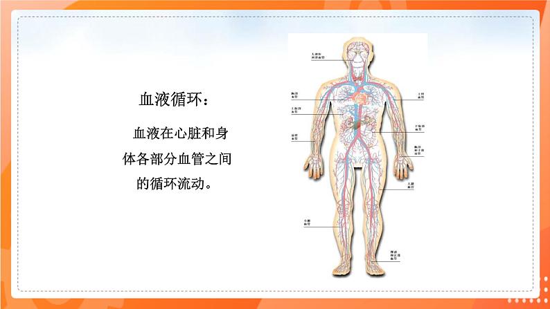 七生下 北师大版 课件9.2 血液循环04