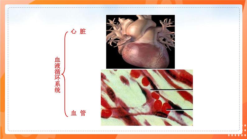 七生下 北师大版 课件9.2 血液循环05