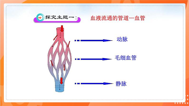 七生下 北师大版 课件9.2 血液循环06