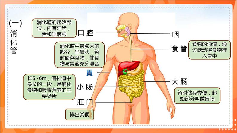 七生下 北师大版 课件8.2 食物的消化和营养物质的吸收第3页