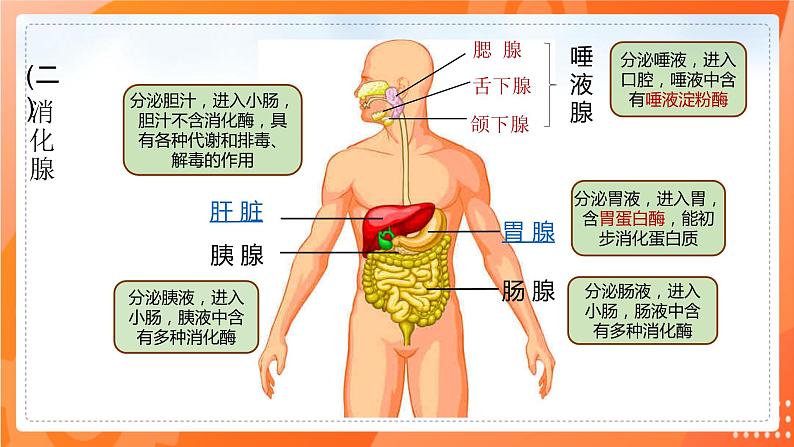 七生下 北师大版 课件8.2 食物的消化和营养物质的吸收第4页