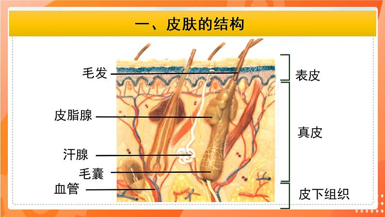 七生下 北师大版 课件11.3 皮肤与汗液分泌04