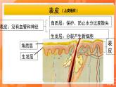 七生下 北师大版 课件11.3 皮肤与汗液分泌