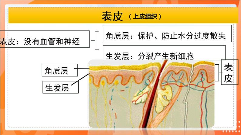 七生下 北师大版 课件11.3 皮肤与汗液分泌05