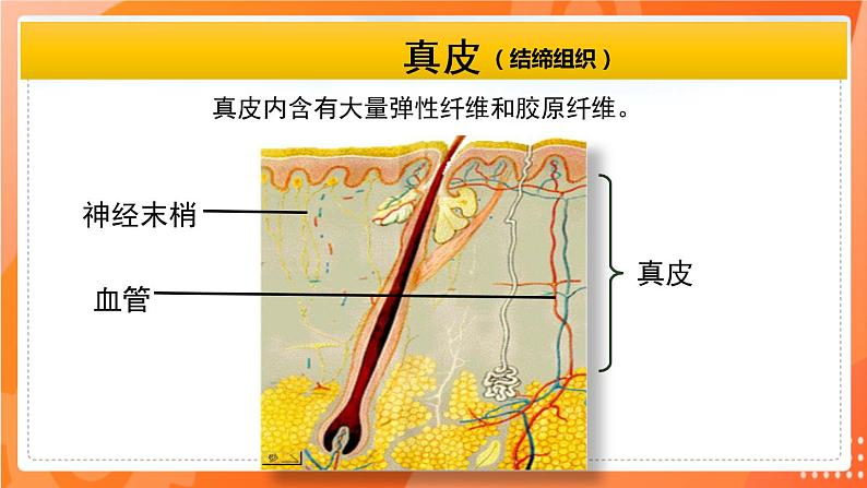 七生下 北师大版 课件11.3 皮肤与汗液分泌07