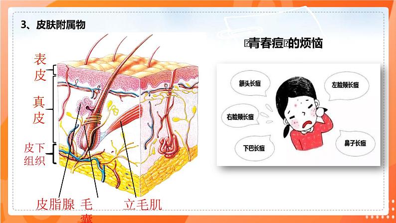 七生下 北师大版 课件11.3 皮肤与汗液分泌08