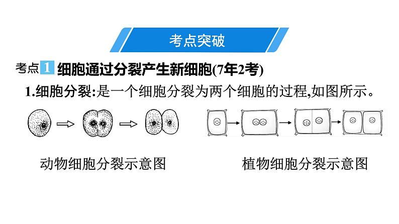 2021中考广东专用生物知识点一轮复习第二单元第二章　细胞怎样构成生物体 课件04