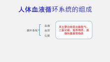 人教版初中生物复习 专题12 人体内物质的运输（课件）_ppt02