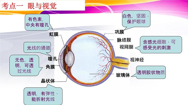 人教版初中生物复习 专题14 人体生命活动的调节（课件）第3页