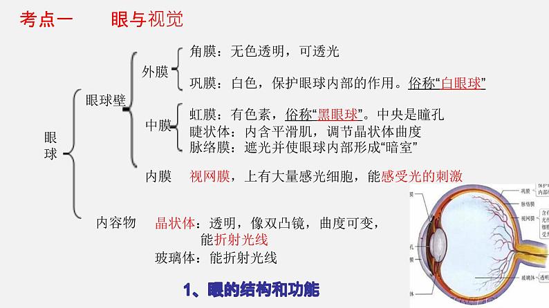 人教版初中生物复习 专题14 人体生命活动的调节（课件）第4页