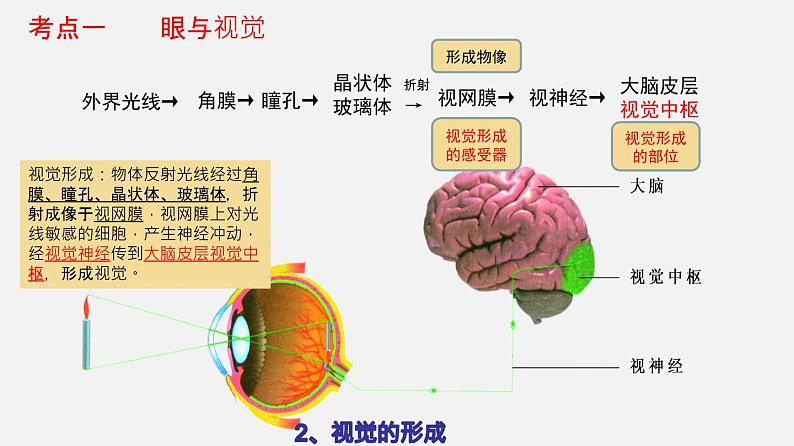 人教版初中生物复习 专题14 人体生命活动的调节（课件）第5页