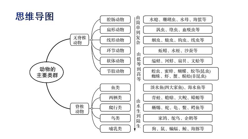 人教版初中生物复习 专题15  动物的主要类群　课件03