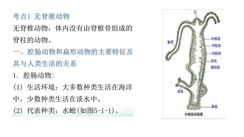 人教版初中生物复习 专题15  动物的主要类群　课件06