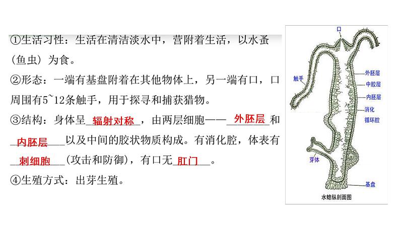 人教版初中生物复习 专题15  动物的主要类群　课件07