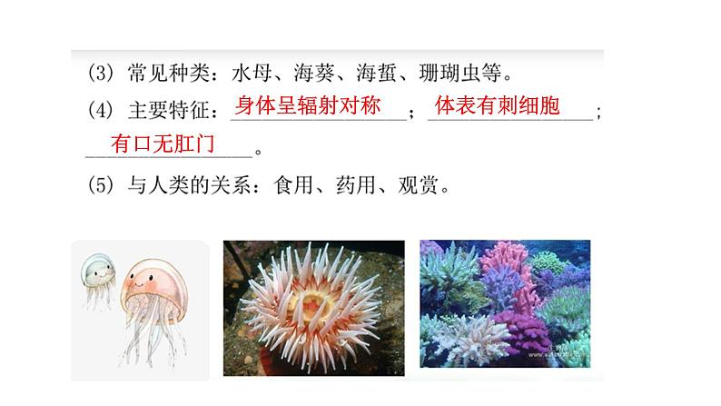 人教版初中生物复习 专题15  动物的主要类群　课件08