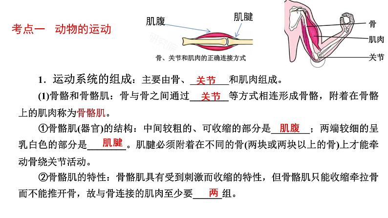 人教版初中生物复习 专题16 动物的运动和行为、动物在生物圈中的作用课件PPT04