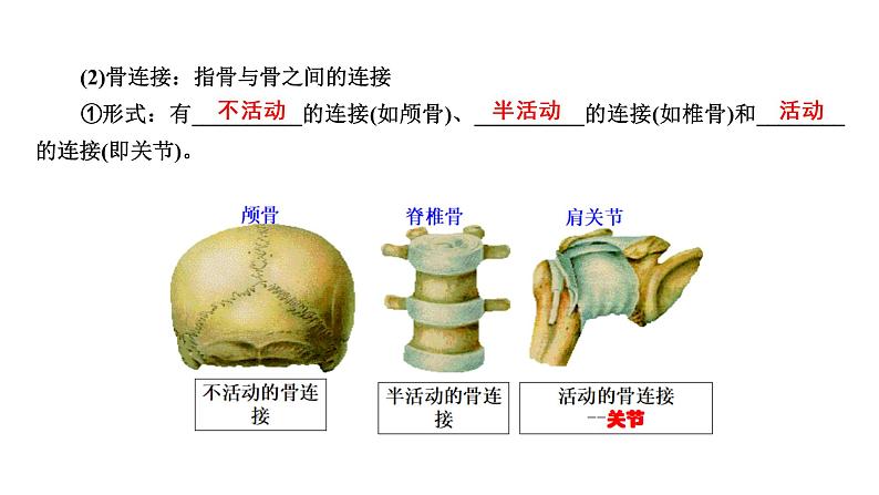 人教版初中生物复习 专题16 动物的运动和行为、动物在生物圈中的作用课件PPT05