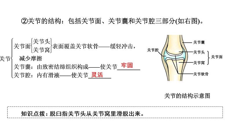 人教版初中生物复习 专题16 动物的运动和行为、动物在生物圈中的作用课件PPT06