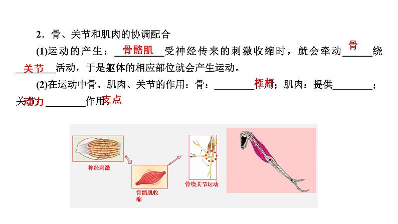 人教版初中生物复习 专题16 动物的运动和行为、动物在生物圈中的作用课件PPT07