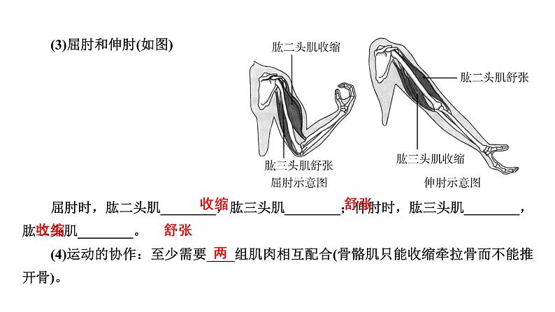 人教版初中生物复习 专题16 动物的运动和行为、动物在生物圈中的作用课件PPT08