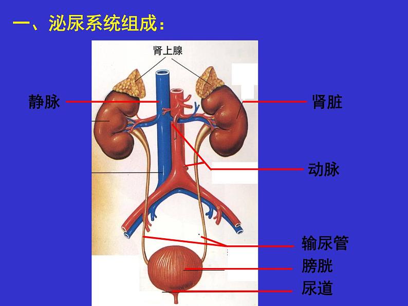 第十一章第二节尿的形成与排出（第一课时）课件2021-2022学年北师大版七年级生物下册06