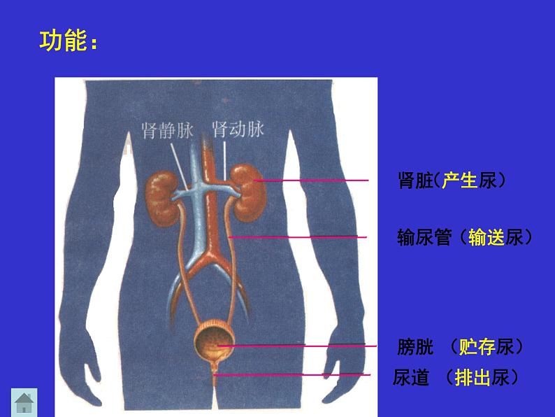 第十一章第二节尿的形成与排出（第一课时）课件2021-2022学年北师大版七年级生物下册07