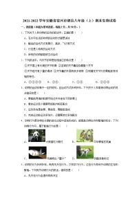 2021-2022学年安徽省宿州市泗县八年级（上）期末生物试卷   解析版