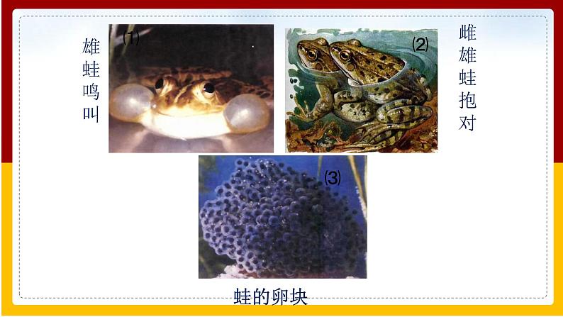 第21章 生物的生殖与发育 第4节 两栖类的生殖与生育课件PPT04