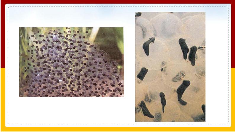 第21章 生物的生殖与发育 第4节 两栖类的生殖与生育课件PPT05