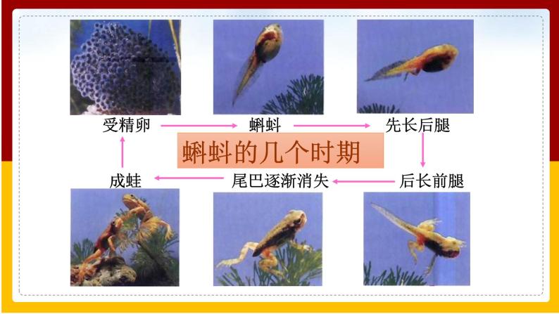 生物第四节 两栖类的生殖与发育教课课件ppt-教习网|课件下载