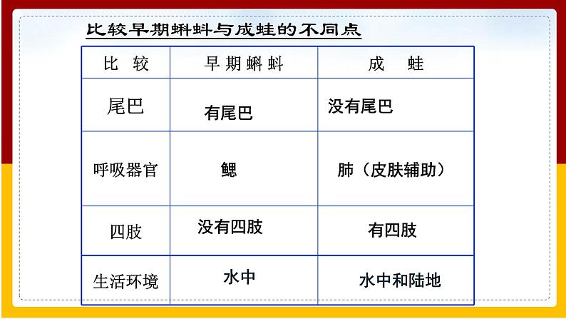 第21章 生物的生殖与发育 第4节 两栖类的生殖与生育课件PPT08