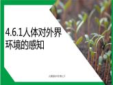 4.6.1人体对外界环境的感知（课件+教案+练习+导学案）